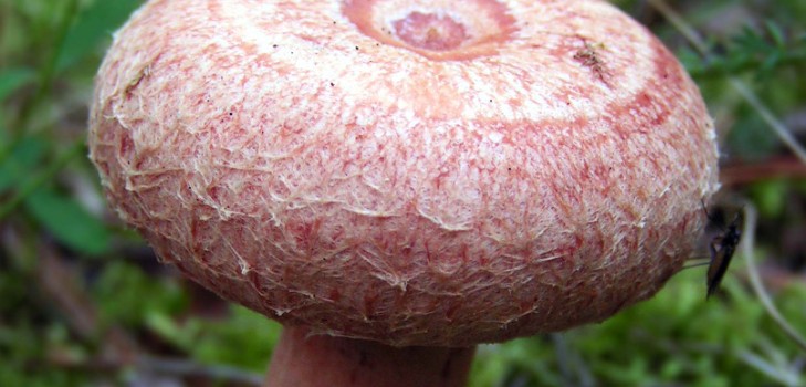 Volnushki: recettes et photos