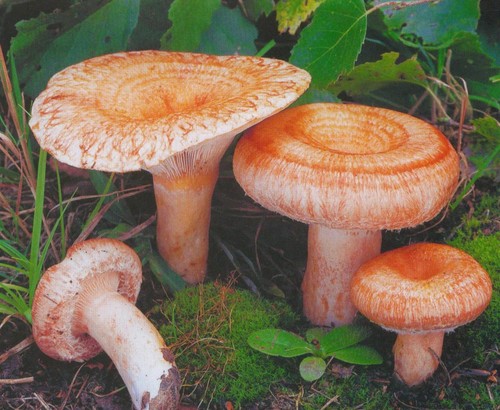 Volnushki: recettes et photos