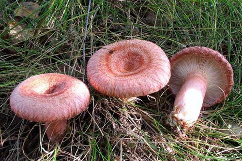 Volnushki: recettes et photos