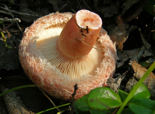 Volnushki: recettes et photos