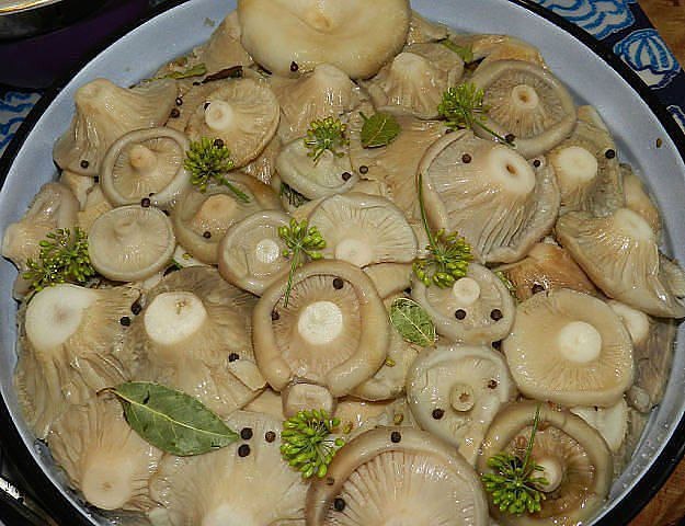 Façon froide de récolter les champignons Façon froide de récolter les champignons