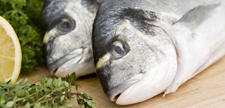 Accueil poisson en conserve