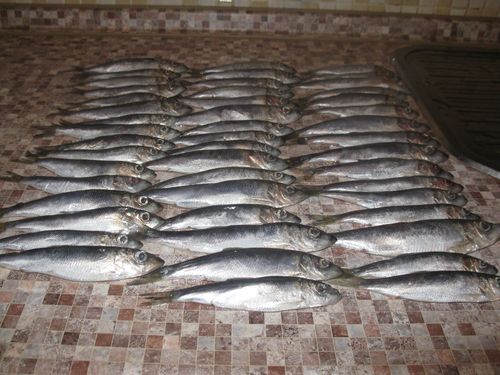 Accueil poisson en conserve