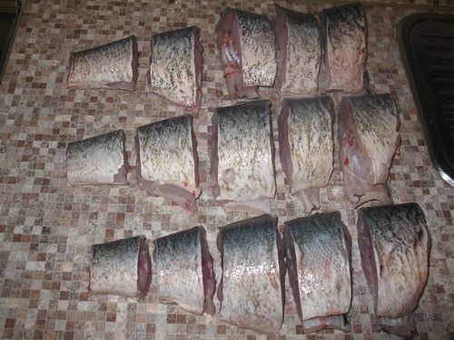 Accueil poisson en conserve