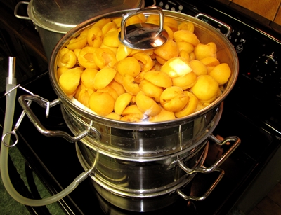 Billettes d'abricots pour l'hiver