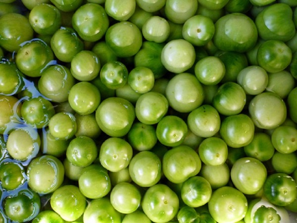 Tomates vertes, recettes pour l'hiver. Comment faire cuire les tomates vertes - mariné, mariné, coréen