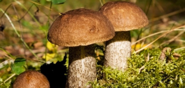 Parties inférieures: recettes pour la cuisson des plats aux champignons