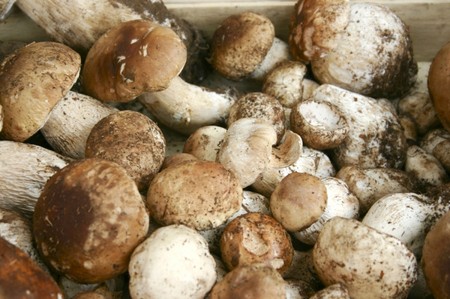 Parties inférieures: recettes pour la cuisson des plats aux champignons