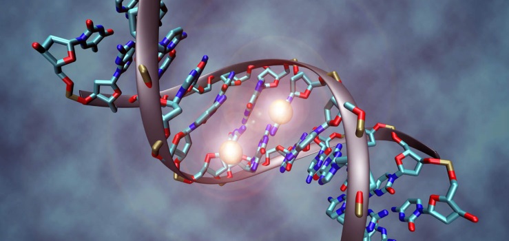 Analyses pour antimulylerov une hormone