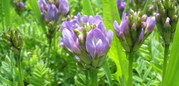 Astragale: propriétés thérapeutiques, photo, application