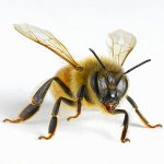 Que faire après les piqûres d'insectes Que faire après les piqûres d'insectes