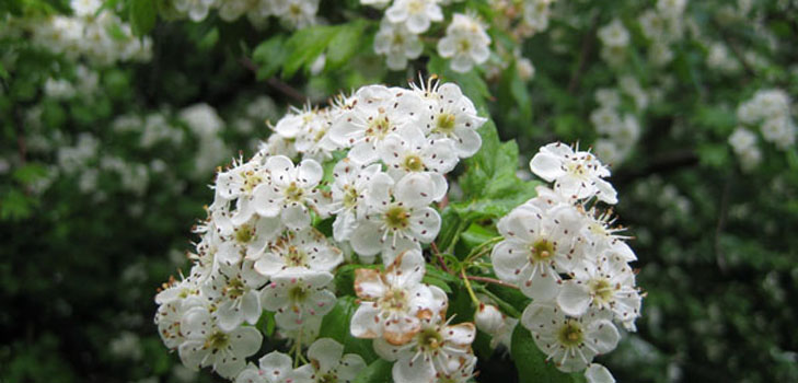 Aubépine fleurs: propriétés médicinales, application en médecine populaire