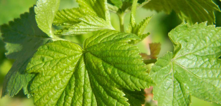 Comment collecter, sécher et infuser les feuilles de cassis