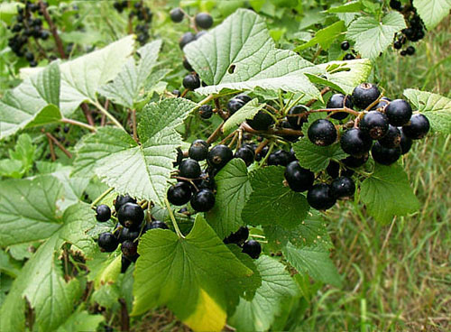 Comment collecter, sécher et infuser les feuilles de groseille. Composition
