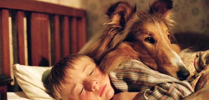 Quelles maladies des chiens sont dangereuses pour les humains