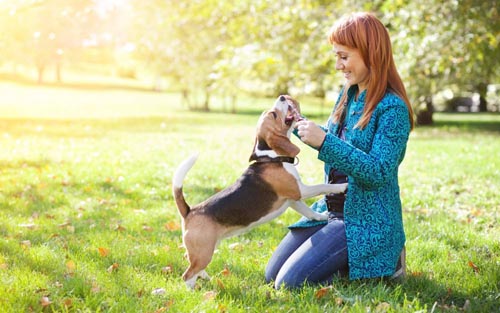 Quelles maladies des chiens sont dangereuses pour les humains