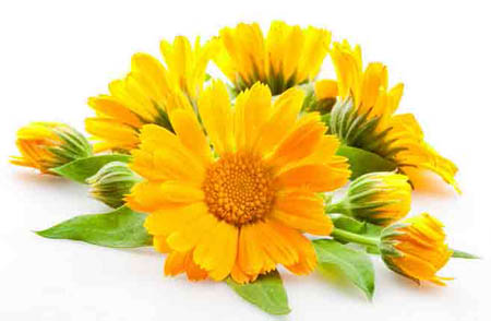 Calendula (souci): propriétés médicinales, application en médecine populaire