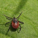 Tick ​​borréliose
