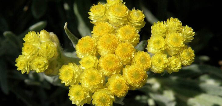 Propriétés thérapeutiques et application de l'immortelle (avec photo)