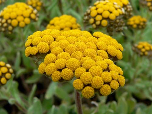 Propriétés thérapeutiques et application de l'immortelle (avec photo)