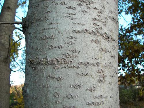 Les propriétés curatives de l'écorce de tremble