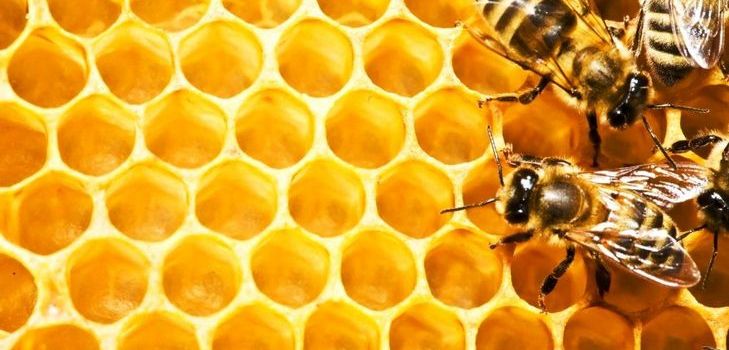 Teinture de propolis - un agent de guérison