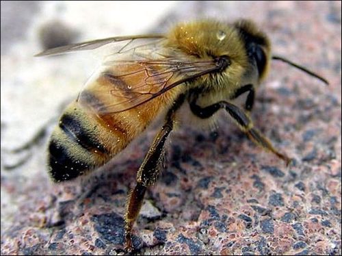 Teinture de propolis - un agent de guérison
