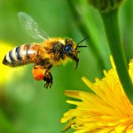 Premiers secours avec une piqûre d'abeille