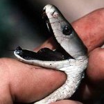 Premiers secours avec une morsure de serpent Premiers secours avec une morsure de serpent
