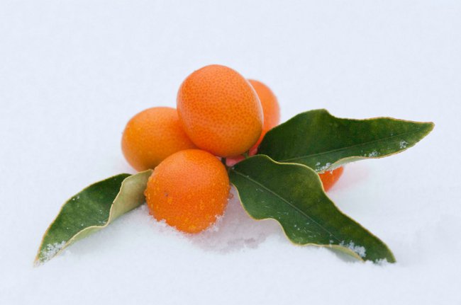 Propriétés utiles du kumquat