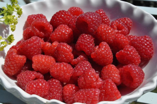 Propriétés utiles de la framboise