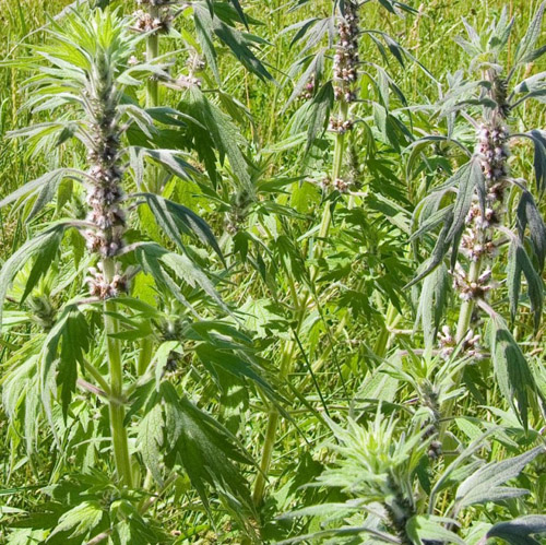 Propriétés utiles de l'Agripaume