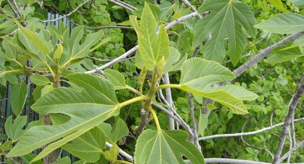 Propriétés utiles des figues