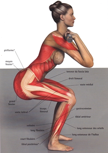 Squats: les exercices corrects pour les fesses