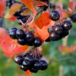 Propriétés de l'Ashberry Aronia Propriétés de l'Ashberry Aronia