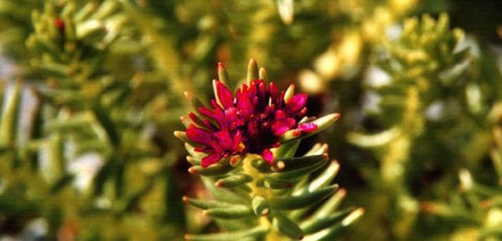 L'herbe est un pinceau rouge et ses propriétés médicinales. Recettes de la médecine traditionnelle