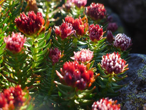 L'herbe est un pinceau rouge et ses propriétés médicinales. Recettes de la médecine traditionnelle